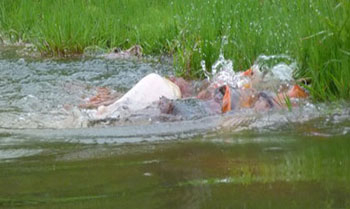 green water koi pond