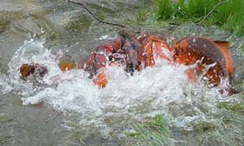 koi spawning
